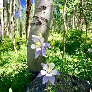 Meet your Posher, Joyce